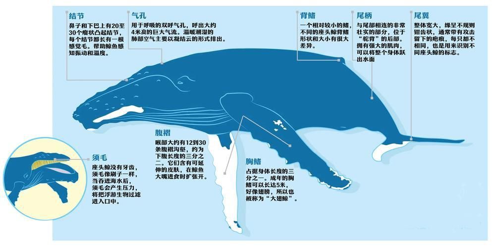 鯨魚種類大全大圖