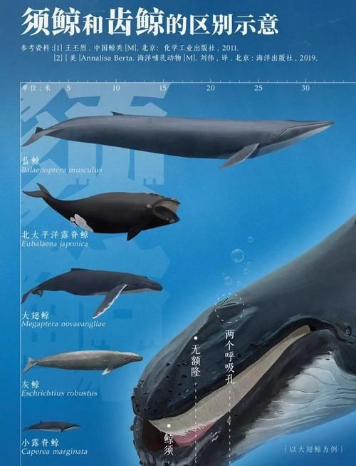 鯨魚種類大全大圖