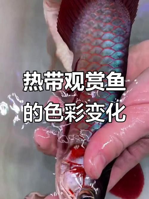 白玉紅龍魚長(zhǎng)什么樣子圖片大全視頻