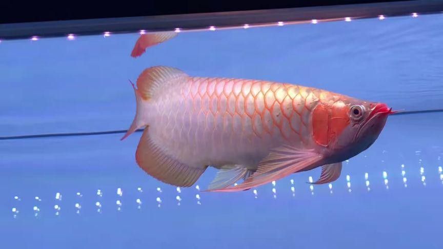 白玉紅龍魚長(zhǎng)什么樣子圖片大全視頻