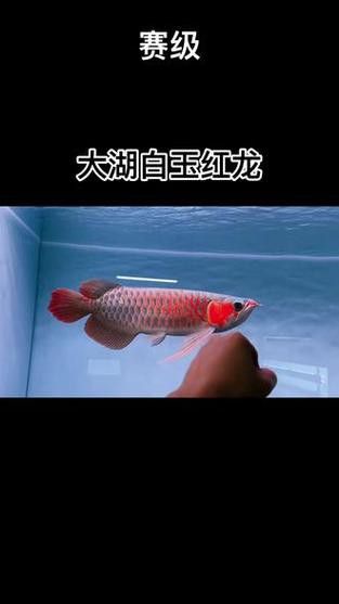 白玉紅龍魚長(zhǎng)什么樣子圖片大全視頻