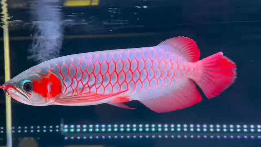 白玉紅龍魚長(zhǎng)什么樣子圖片大全視頻