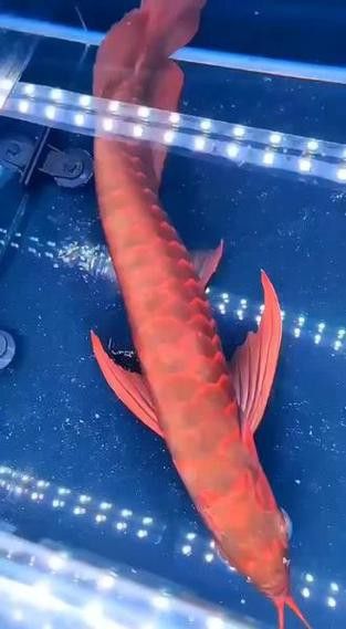 白玉紅龍魚長(zhǎng)什么樣子圖片大全視頻