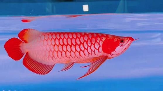 白玉紅龍魚長(zhǎng)什么樣子圖片大全視頻