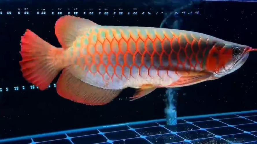 白玉紅龍魚長(zhǎng)什么樣子圖片大全視頻