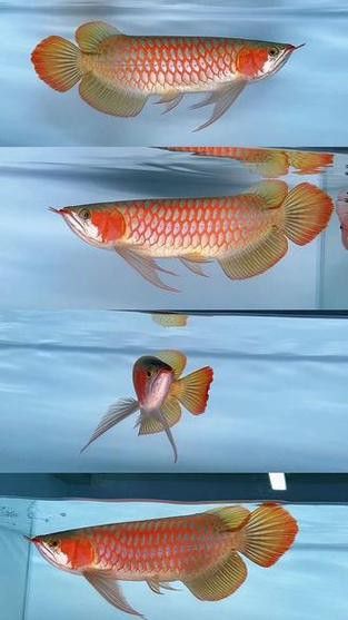 白玉紅龍魚長(zhǎng)什么樣子圖片大全視頻