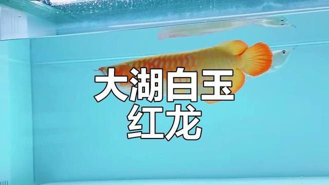 白玉紅龍魚長(zhǎng)什么樣子圖片大全視頻