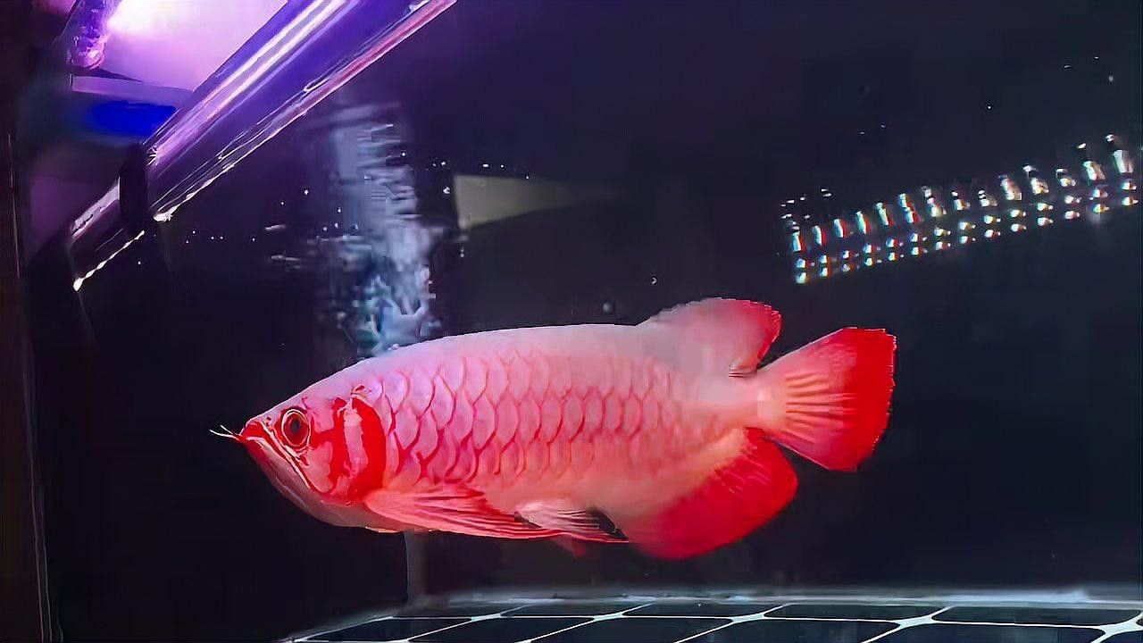 白玉紅龍魚長(zhǎng)什么樣子圖片大全視頻