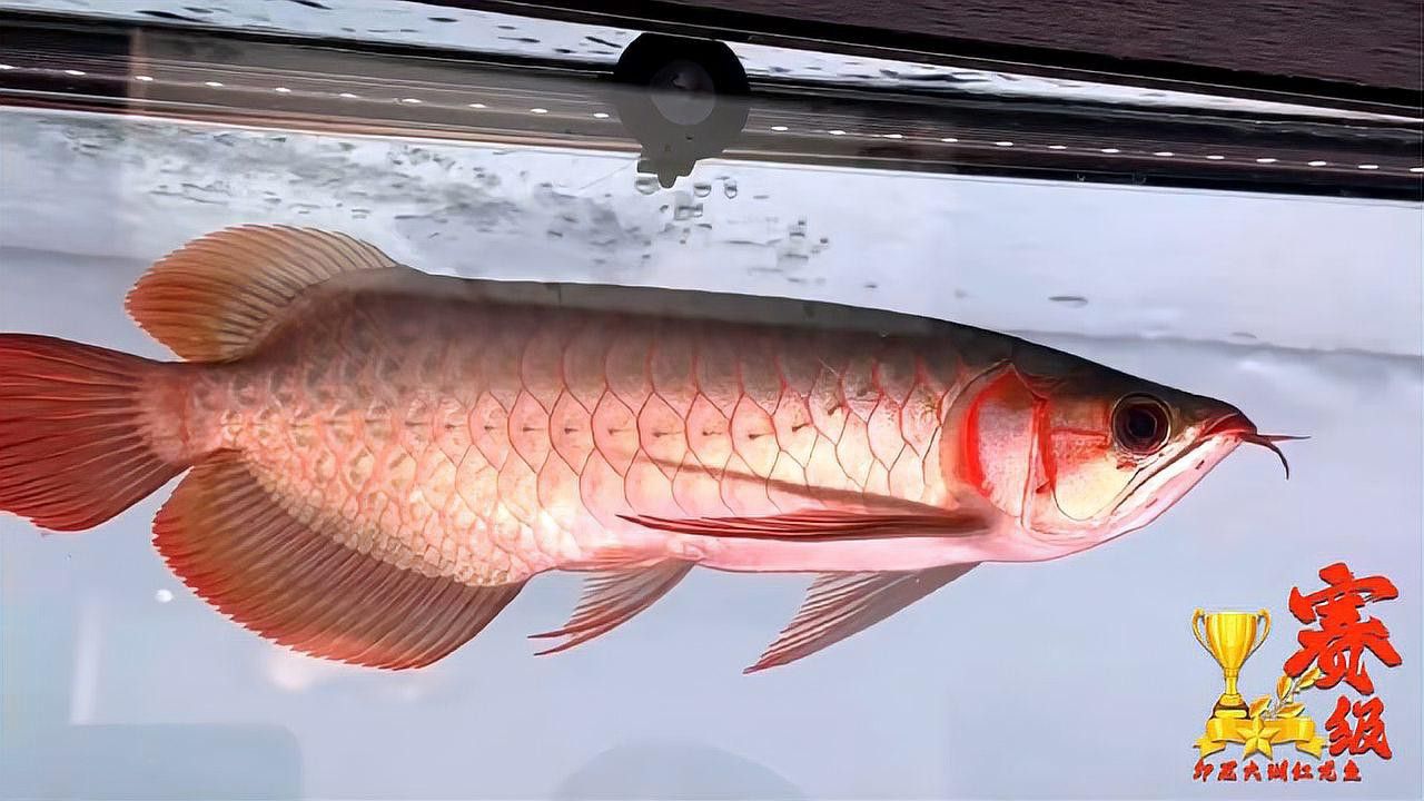 白玉紅龍魚長(zhǎng)什么樣子圖片大全視頻