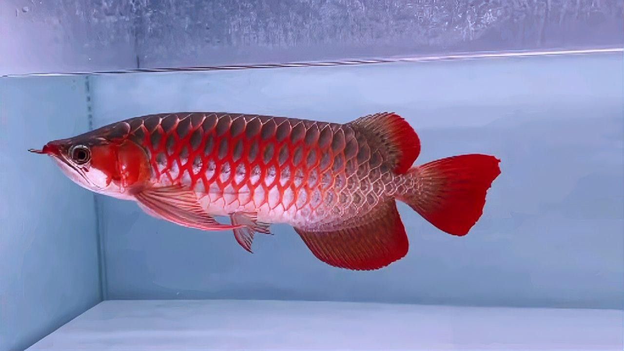 白玉紅龍魚長(zhǎng)什么樣子圖片大全視頻
