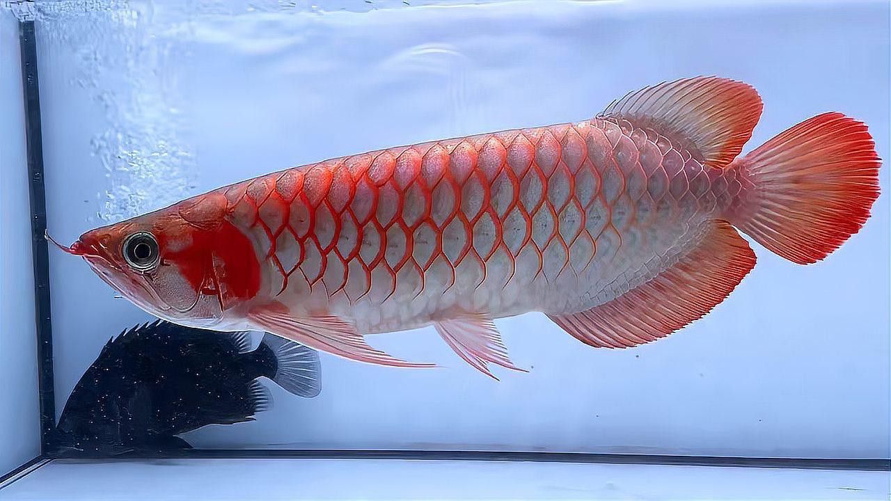 白玉紅龍魚長(zhǎng)什么樣子圖片大全視頻