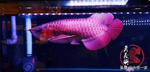 龍魚燈光擺放位置圖：關于龍魚燈光擺放位置的建議