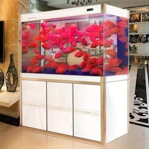 養龍魚缸里放什么裝飾品好看：養龍魚缸放什么裝飾品好看 養龍魚缸里放什么裝飾品好看：養龍魚缸放什么裝飾品好看 龍魚百科 第2張