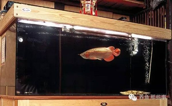 60cm的魚缸能養龍魚嗎（60厘米的魚缸可以養龍魚嗎）