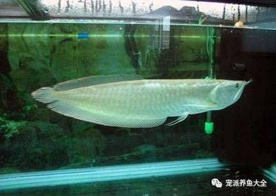 龍魚體外寄生蟲自己會好嗎(龍魚體外寄生蟲一般不會自愈需要經(jīng)過治療才能痊愈) 龍魚百科 第3張 龍魚體外寄生蟲自己會好嗎(龍魚體外寄生蟲一般不會自愈需要經(jīng)過治療才能痊愈) 龍魚體外寄生蟲自己會好嗎(龍魚體外寄生蟲一般不會自愈需要經(jīng)過治療才能痊愈) 龍魚百科 第3張