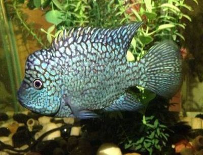 德州豹和龍魚混養怎么樣