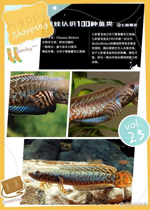 七彩雷龍魚苗怎么分公母圖片