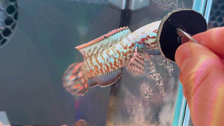 七彩雷龍魚苗怎么分公母圖片