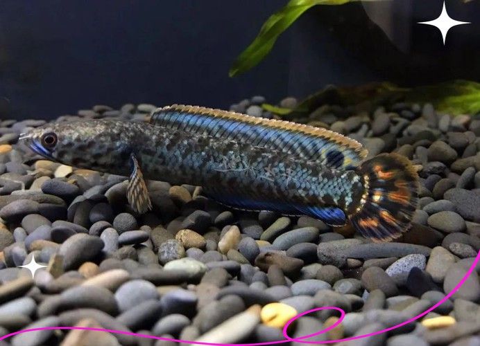 七彩雷龍魚苗怎么分公母圖片