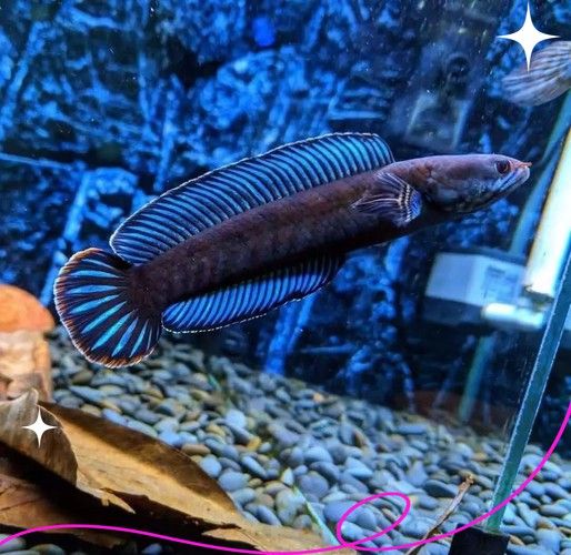七彩雷龍魚苗怎么分公母圖片