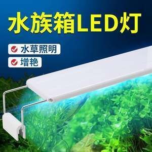 紅龍魚用多少k的燈【紅龍魚養殖燈光k值分析紅龍魚養殖燈光k值的選擇】