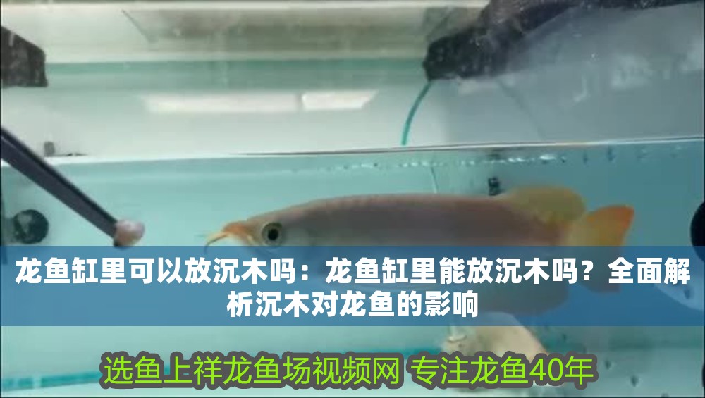 龍魚缸里可以放沉木嗎：龍魚缸里能放沉木嗎？全面解析沉木對龍魚的影響