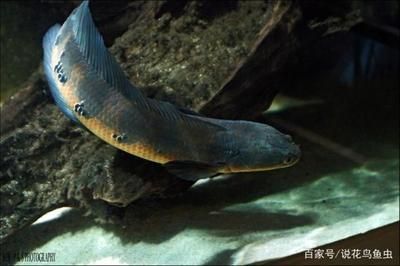 黑魔神和龍魚混養：黑魔神雷龍魚和龍魚可以混養