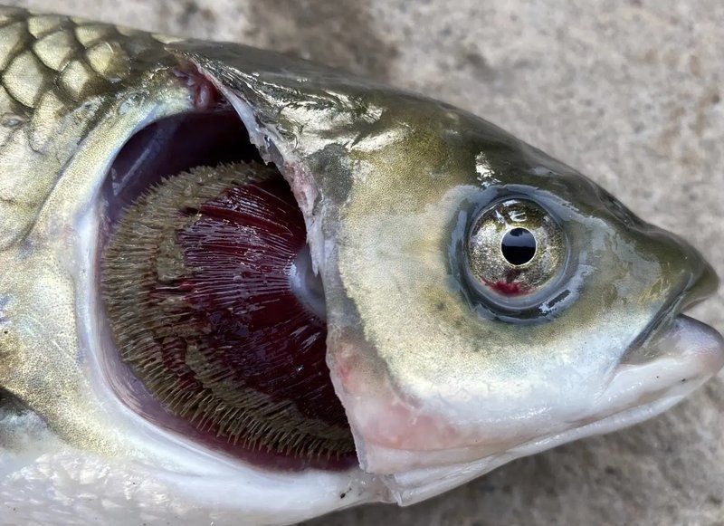 龍魚鰓蓋腐爛最簡單解決方法 龍魚鰓蓋腐爛最簡單解決方法 龍魚百科 第1張