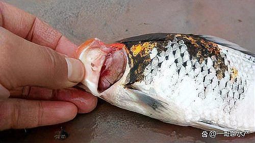 龍魚鰓蓋腐爛最簡單解決方法 龍魚鰓蓋腐爛最簡單解決方法 龍魚百科 第11張