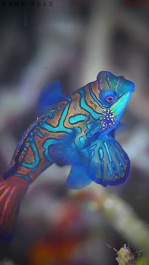 麒麟魚圖片大全