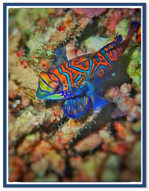 麒麟魚圖片大全