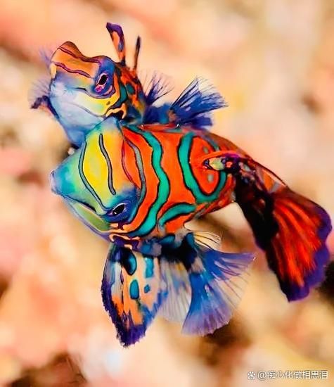 麒麟魚圖片大全