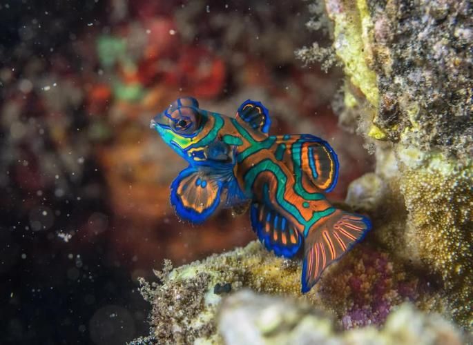 麒麟魚圖片大全