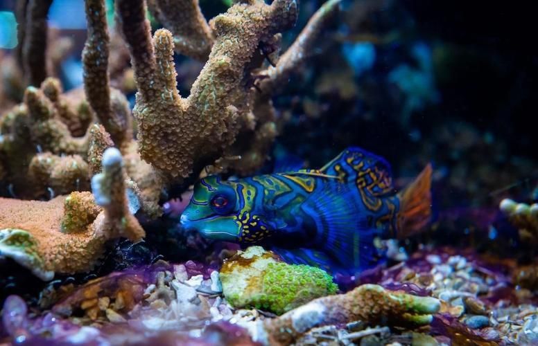 麒麟魚圖片大全