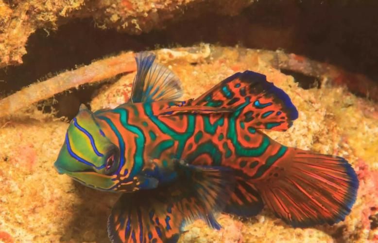 麒麟魚圖片大全