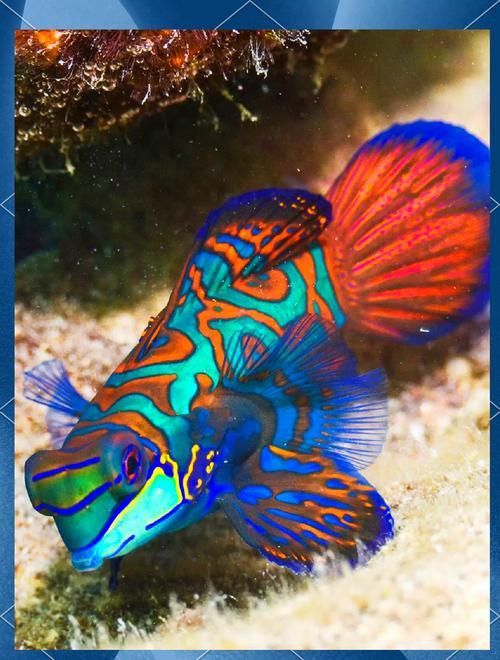 麒麟魚圖片大全