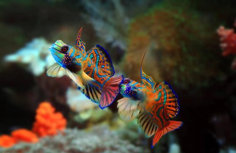 麒麟魚圖片大全