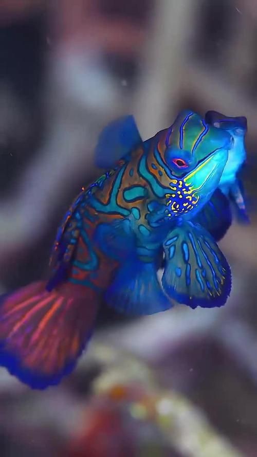 麒麟魚圖片大全