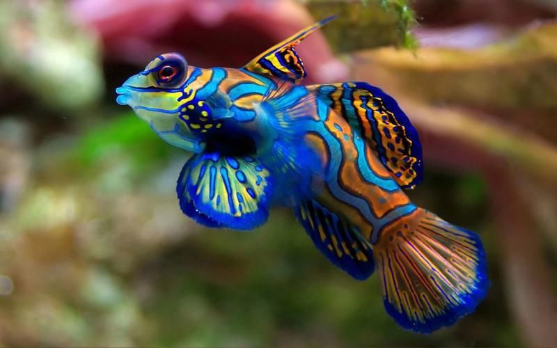 麒麟魚圖片大全
