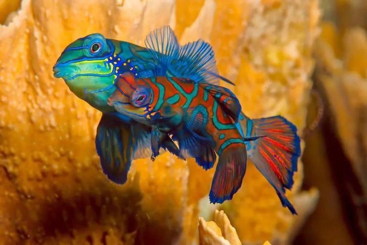 麒麟魚圖片大全