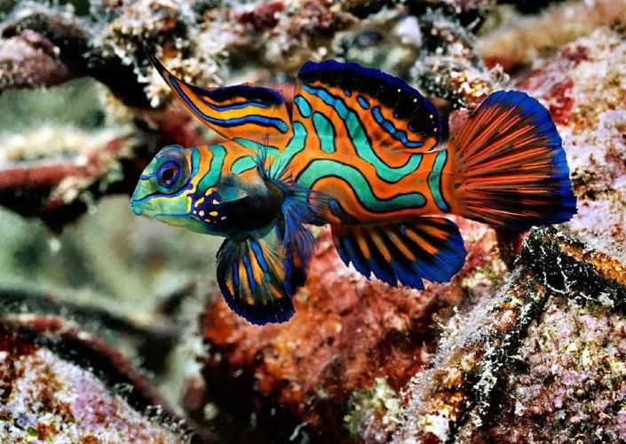麒麟魚圖片大全