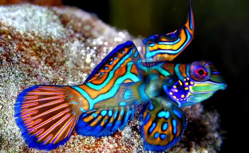 麒麟魚圖片大全