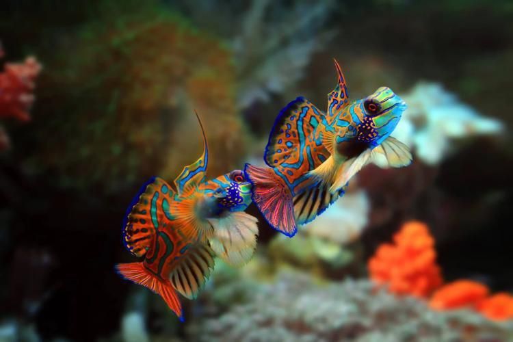 麒麟魚圖片大全
