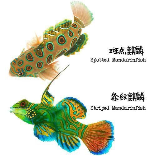 麒麟魚圖片大全