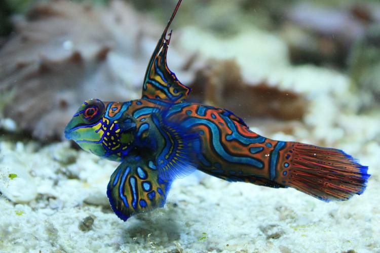 麒麟魚圖片大全