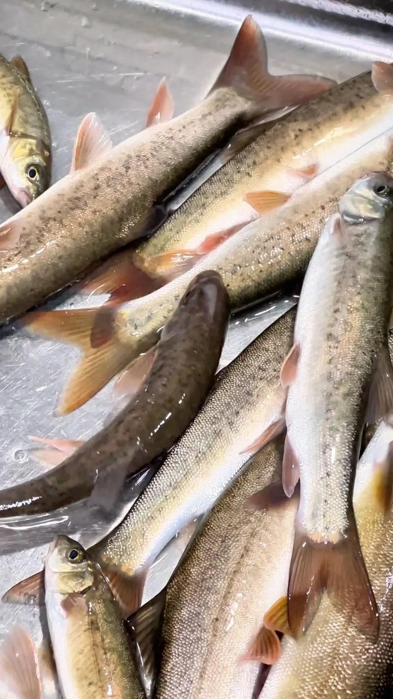 麒麟魚圖片大全