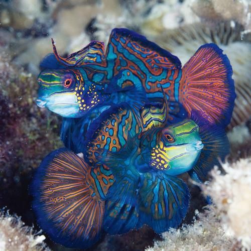 麒麟魚圖片大全