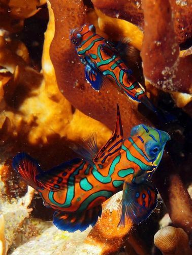 麒麟魚圖片大全