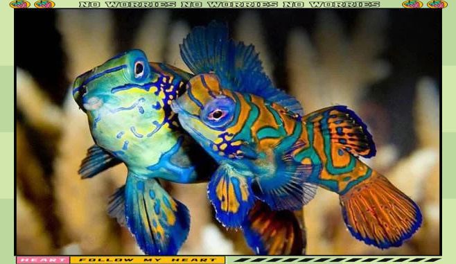 麒麟魚圖片大全