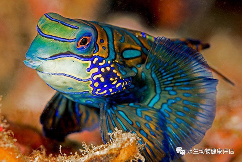 麒麟魚圖片大全